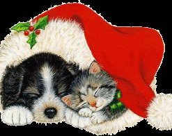 Cat and dog fast asleep