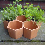 clay planter