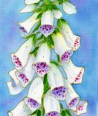 pauline townsend foxglove silk painting