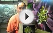 art lessons online beginners - learn painting online free